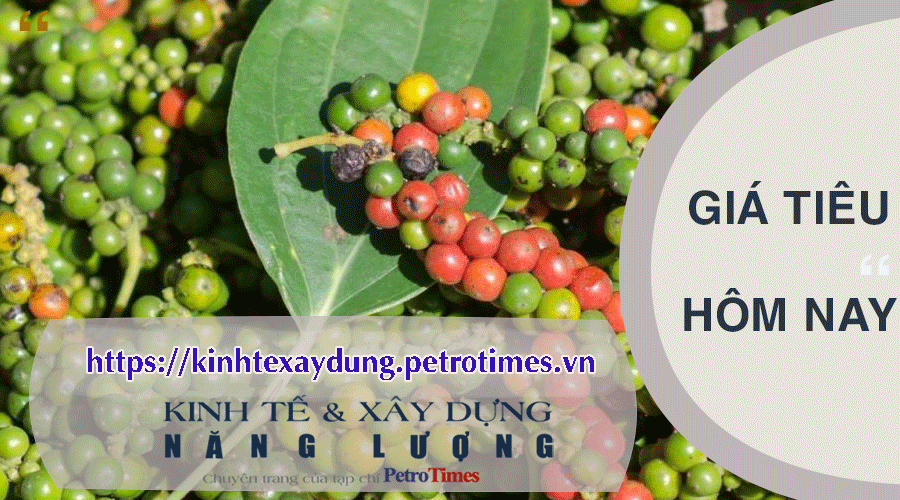 Giá tiêu hôm nay 17/3: Điều chỉnh tăng