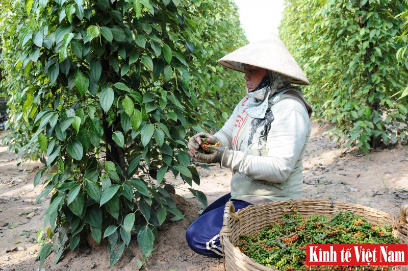 Giá tiêu hôm nay, các địa phương tiếp tục chững lại. Ảnh: Cấn Dũng Giá tiêu hôm nay, các địa phương tiếp tục chững lại. Ảnh: Cấn Dũng