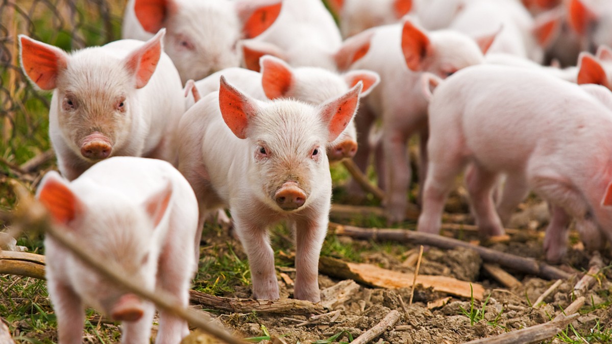 Giá heo hơi hôm nay 11/3: Điều chỉnh tăng tại khu vực phía Nam