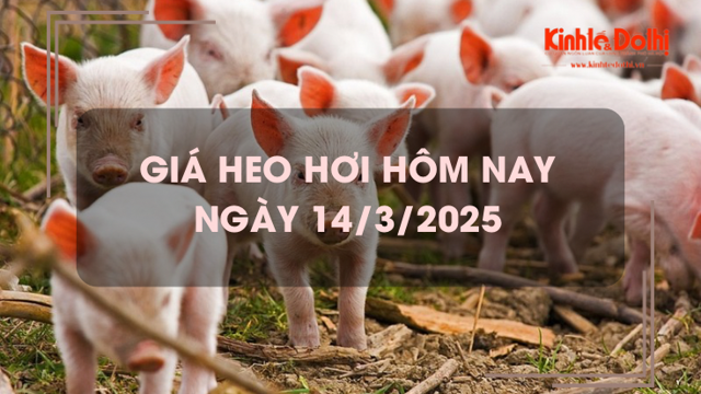 Giá heo hơi hôm nay 14/3: giảm nhẹ trên cả nước Giá heo hơi hôm nay 14/3: giảm nhẹ trên cả nước