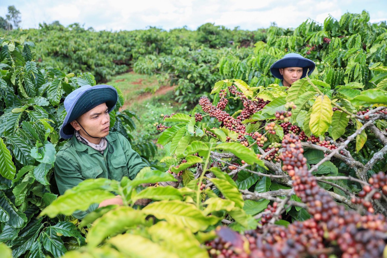 Giá cà phê hôm nay 203 Hai sàn cùng tăng robusta vượt 5500 USDtấn