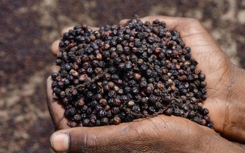 Giá tiêu hôm nay 1/4: Dao động trong khoảng 92.000 - 95.000 đồng/kg