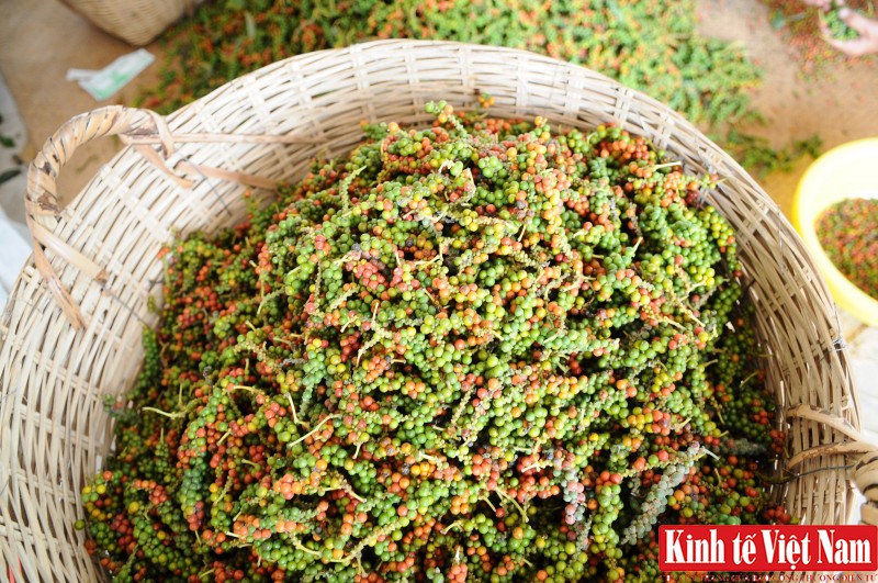 Giá tiêu mới nhất hôm nay, nhiều địa phương đồng loạt chững lại. Ảnh: Cấn Dũng Giá tiêu mới nhất hôm nay, nhiều địa phương đồng loạt chững lại. Ảnh: Cấn Dũng