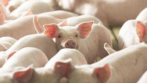 Giá heo hơi hôm nay 16/4: Heo hơi miền Bắc tiến sát ngưỡng 70.000 đồng/kg