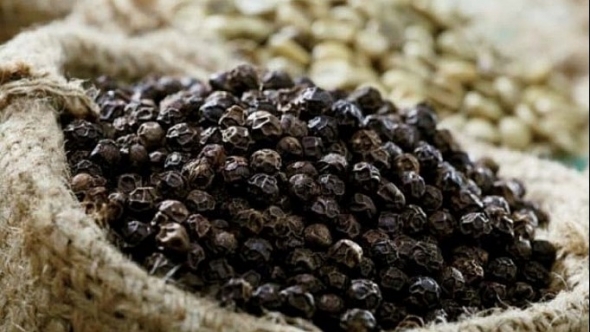 Giá tiêu hôm nay 16/4: Phục hồi mạnh sau giai đoạn điều chỉnh