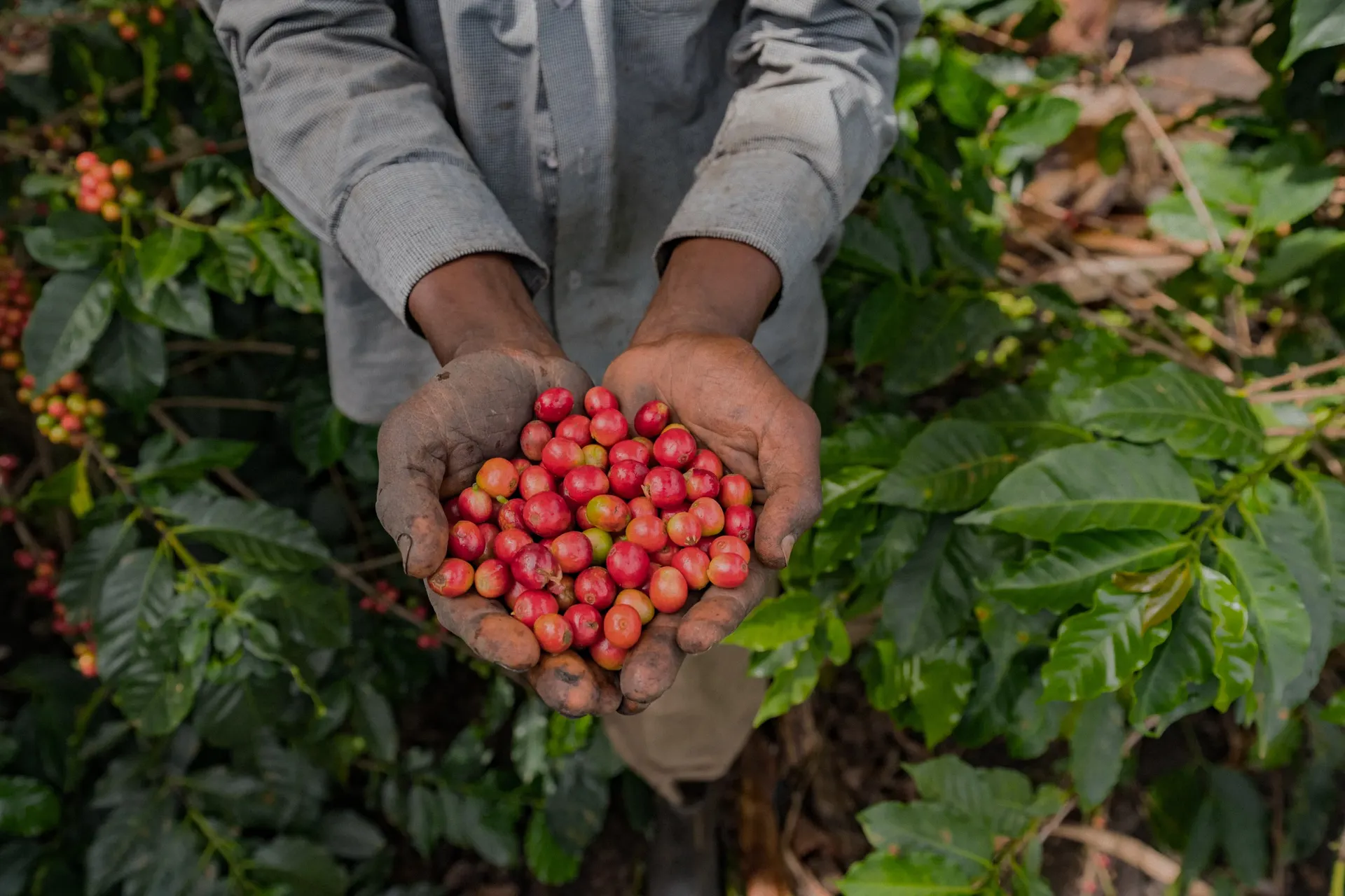 Giá cà phê hôm nay 24/4/2025: Robusta tăng mạnh, thêm cả trăm USD/tấn Giá cà phê hôm nay 24/4/2025: Robusta tăng mạnh, thêm cả trăm USD/tấn