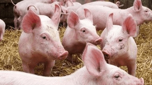 Giá heo hơi hôm nay 25/4: Giảm nhẹ tại miền Bắc