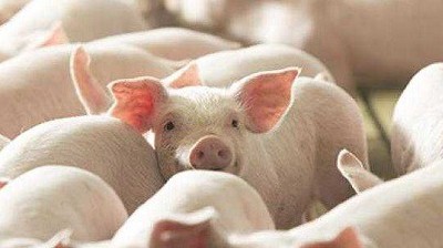 Giá heo hơi hôm nay 4/5: Đi ngang so với phiên trước