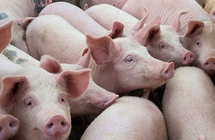Giá heo hơi hôm nay 7/5: Tăng giảm không đồng nhất trong tuần qua
