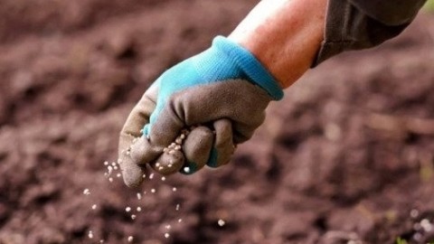 Giá phân bón hôm nay 13/5: Thị trường khan hàng