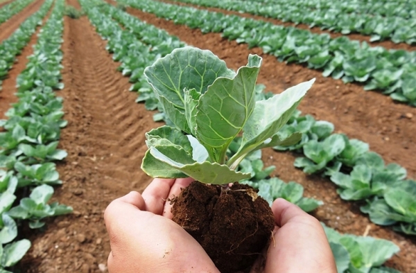 Giá phân bón hôm nay 23/5: Xuất khẩu NPK tăng mạnh Giá phân bón hôm nay 23/5: Xuất khẩu NPK tăng mạnh