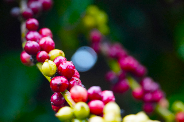 Giá cà phê hôm nay 24/5: Giá cà phê trong nước cán mốc 61.300 đồng/kg | Báo Công Thương