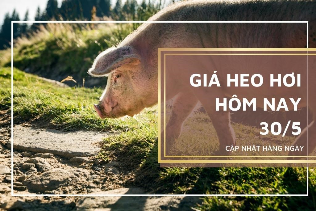 Giá heo hơi hôm nay 30/5: Biến động trái chiều Giá heo hơi hôm nay 30/5: Biến động trái chiều