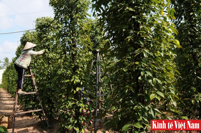 Giá tiêu hôm nay 8/5/2024: Giá tiêu hôm nay 8/5/2024: