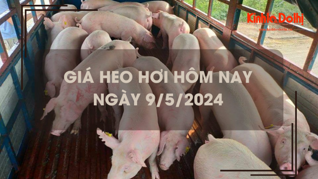 Giá heo hơi hôm nay 9/5/2024: tăng rải rác tại nhiều địa phương