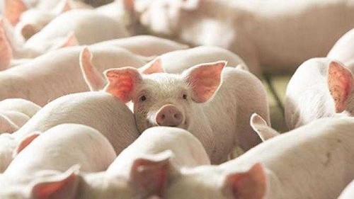 Giá heo hơi hôm nay 6/5: Tiếp đà giảm tại nhiều tỉnh phía Nam