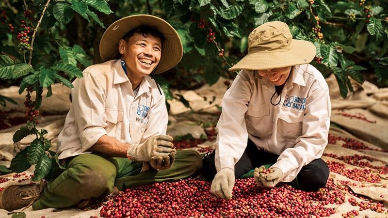 Giá cà phê hôm nay 15/5: Trong nước tăng, thế giới giảm