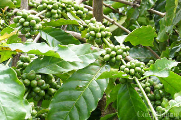 Giá cà phê hôm nay 5/6: Giá cà phê vẫn duy trì ở ngưỡng cao | Báo Công Thương