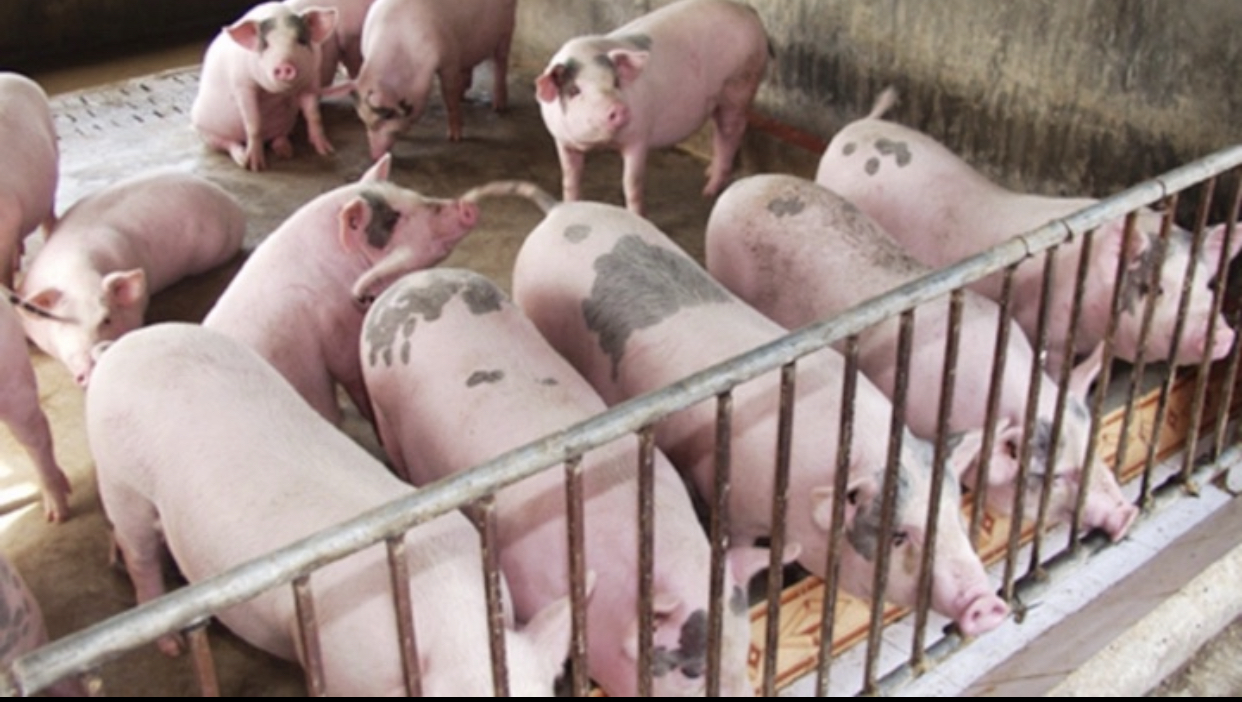 Giá heo hơi hôm nay 8/6: Khu vực miền Bắc ghi nhận tăng 1.000 đồng/kg