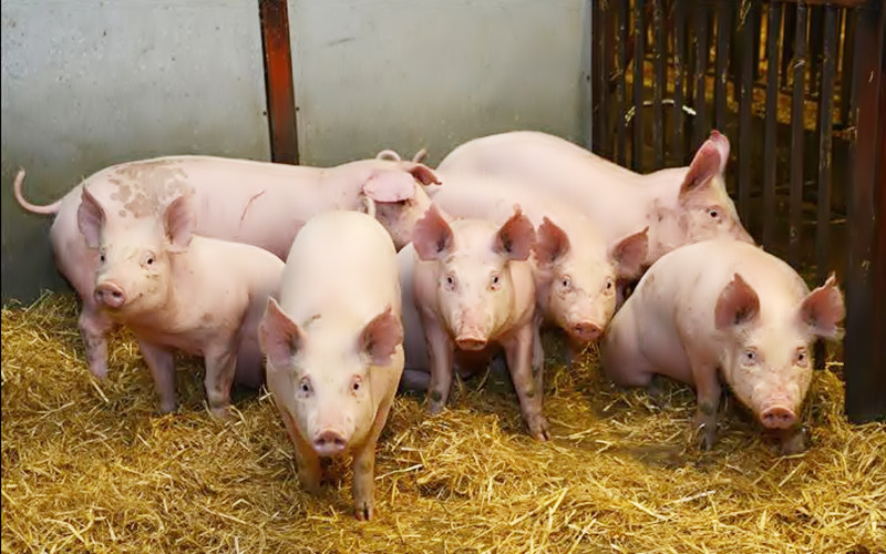 Giá heo hơi hôm nay 12/6: Cao nhất 60.000 đồng/kg