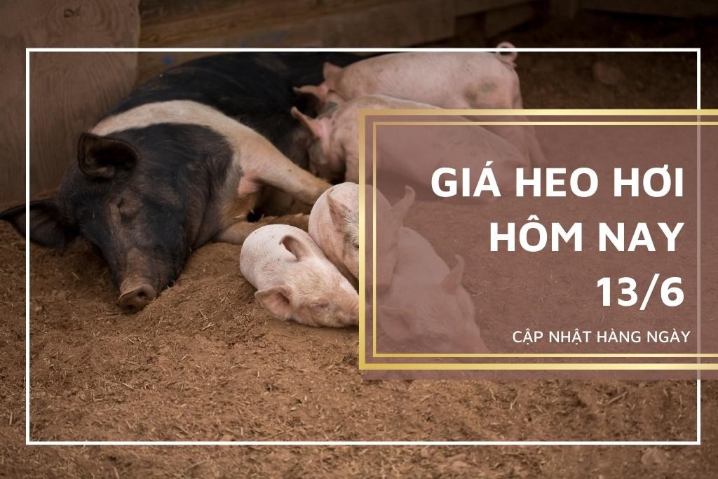 Giá heo hơi hôm nay 13/6: Biến động trái chiều, cao nhất 62.000 đồng/kg