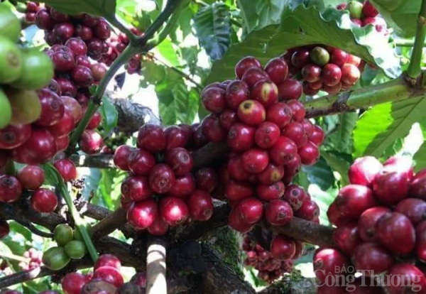 Giá cà phê hôm nay 19/6: Giá cà phê trong nước vững đà tăng | Báo Công Thương