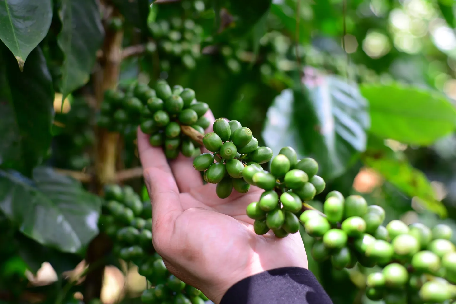 Giá cà phê hôm nay 3/6/2025: Arabica tăng trở lại khi đồng USD suy yếu Giá cà phê hôm nay 3/6/2025: Arabica tăng trở lại khi đồng USD suy yếu