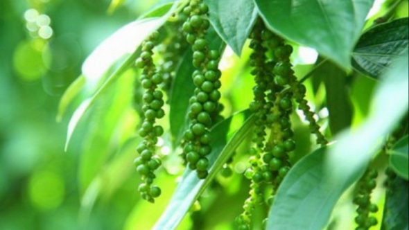 Giá tiêu hôm nay 5/6: Đi ngang sau phiên giảm