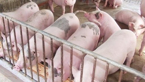 Giá heo hơi hôm nay 5/6: Đồng loạt giữ giá tại cả ba miền