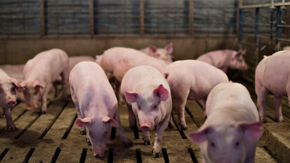 Giá heo hơi hôm nay 13/6: Không ghi nhận biến động