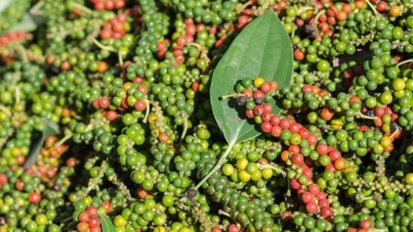 Giá tiêu hôm nay 27/6: Bật tăng mạnh 2.000 – 3.000 đồng/kg