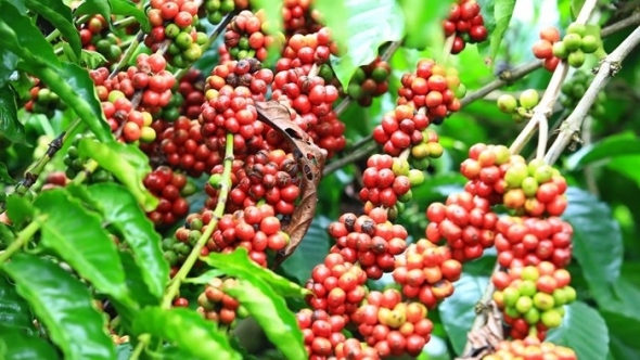 Giá cà phê hôm nay 30/6: Dao động từ 94.600 đến 95.000 đồng/kg