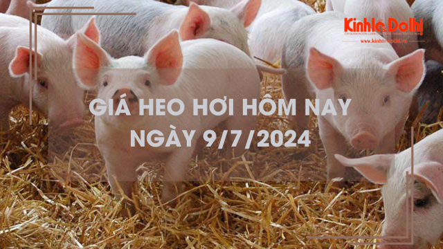 Giá heo hơi hôm nay 9/7/2024: tiếp tục biến động trái chiều Giá heo hơi hôm nay 9/7/2024: tiếp tục biến động trái chiều