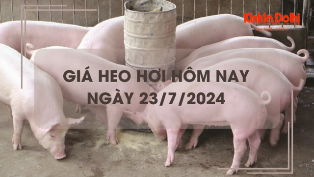 Giá heo hơi hôm nay 23/7/2024: biến động trái chiều