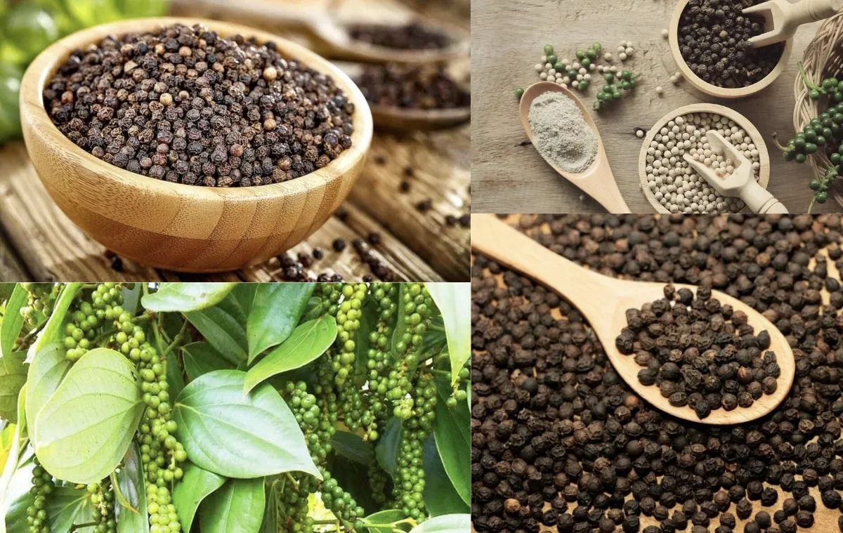 Giá tiêu hôm nay 1/7/2025: tăng mạnh trở lại, giá tiêu xuất khẩu cũng khởi sắc