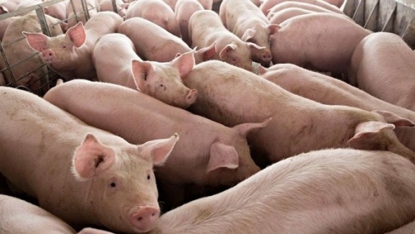 Giá heo hơi hôm nay 2/7: Giảm nhẹ tại nhiều địa phương