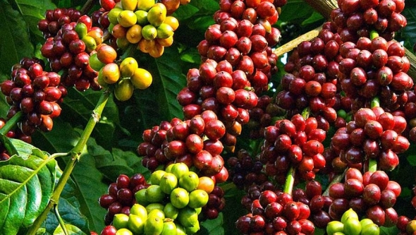 Giá cà phê hôm nay 2/7: Thế giới trái chiều, robusta đảo chiều tăng giá