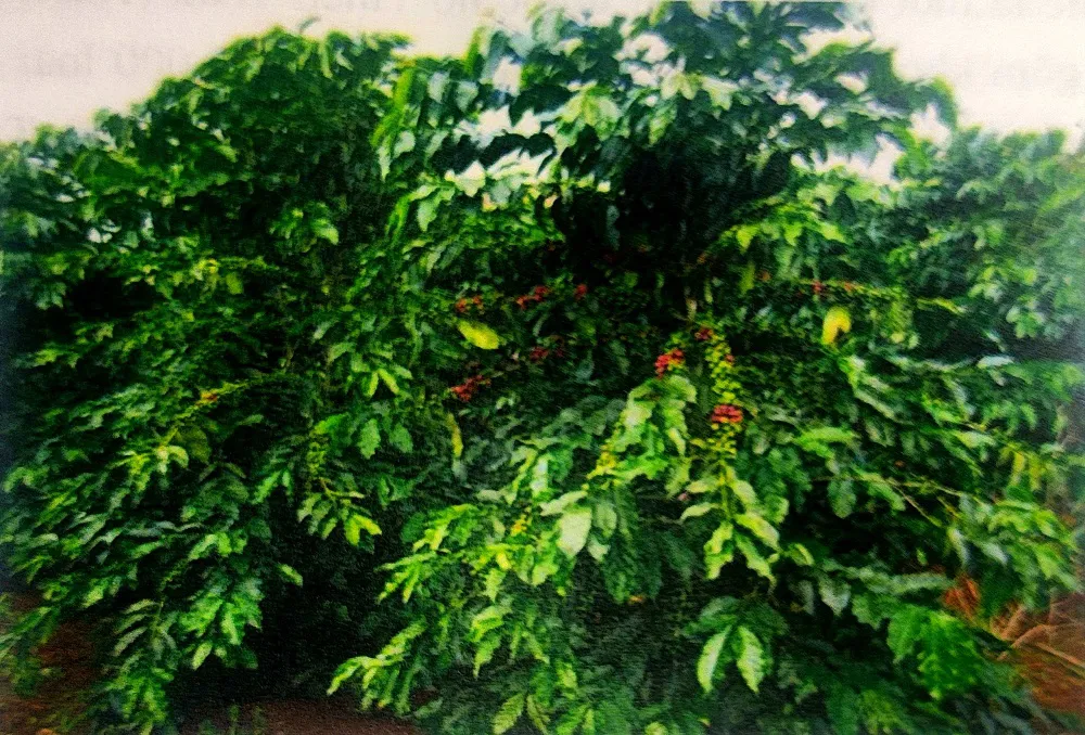 Giá cà phê hôm nay 8/7/2025: tổng hoà nguyên nhân đẩy cà phê giảm mạnh đầu tuần