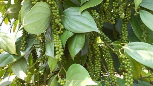 Giá tiêu hôm nay 16/7: Bật tăng sau phiên giảm hôm qua