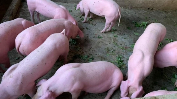 Giá heo hơi hôm nay 28/7: Điều chỉnh giảm tại một số địa phương