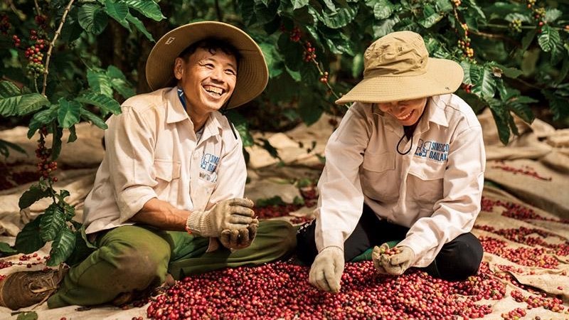 Giá cà phê hôm nay 29/7: Tăng nhẹ khoảng 1.000 đồng/kg