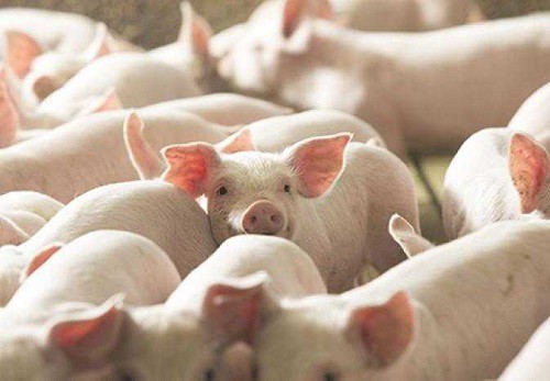 Giá heo hơi hôm nay 2/8: Biến động trái chiều 1.000 đồng/kg