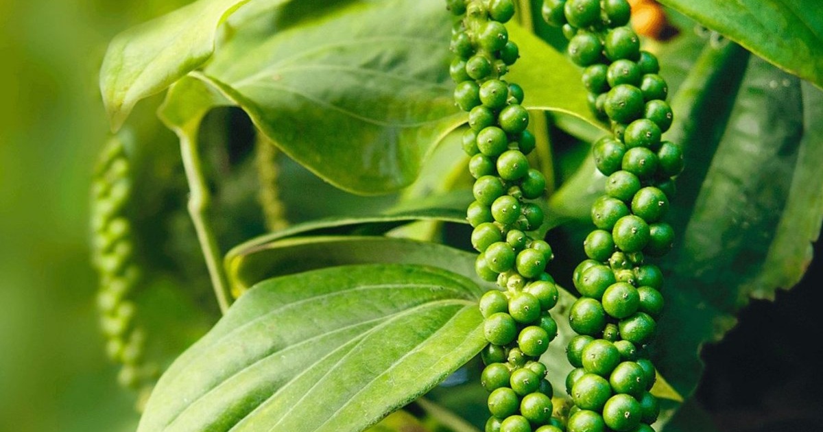 Giá tiêu hôm nay 12/8: dự báo giá tiêu tuần này tiếp đà hồi phục