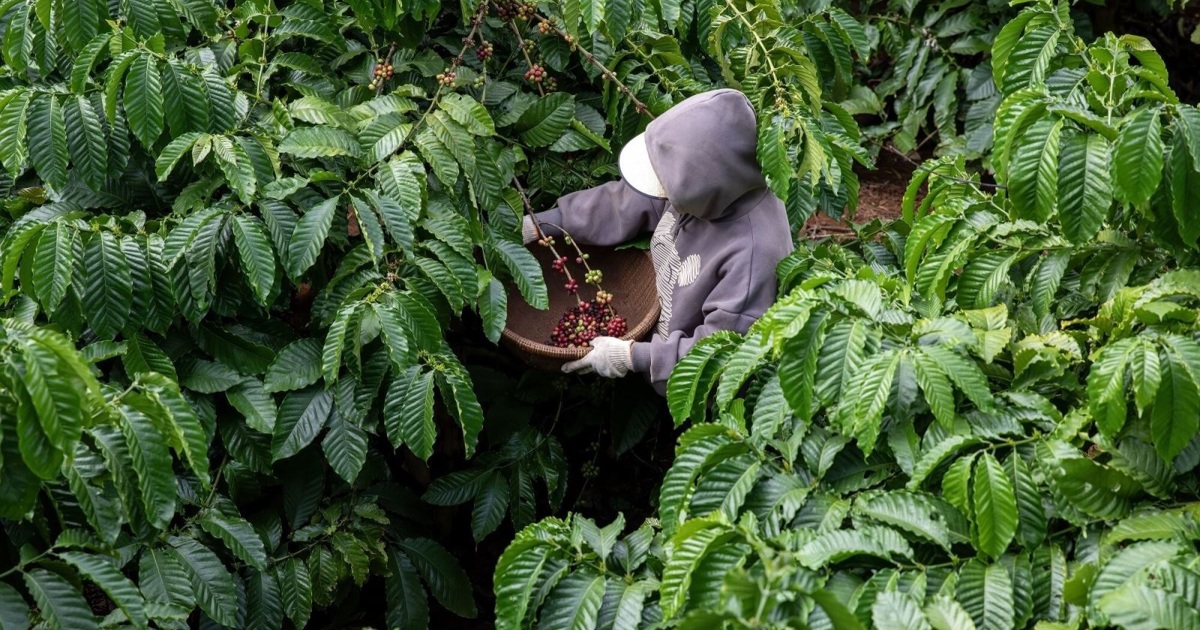 Giá cà phê hôm nay 14/8: rơi xuống từ đỉnh, trong nước mất gần 2.000 đồng/kg Giá cà phê hôm nay 14/8: rơi xuống từ đỉnh, trong nước mất gần 2.000 đồng/kg