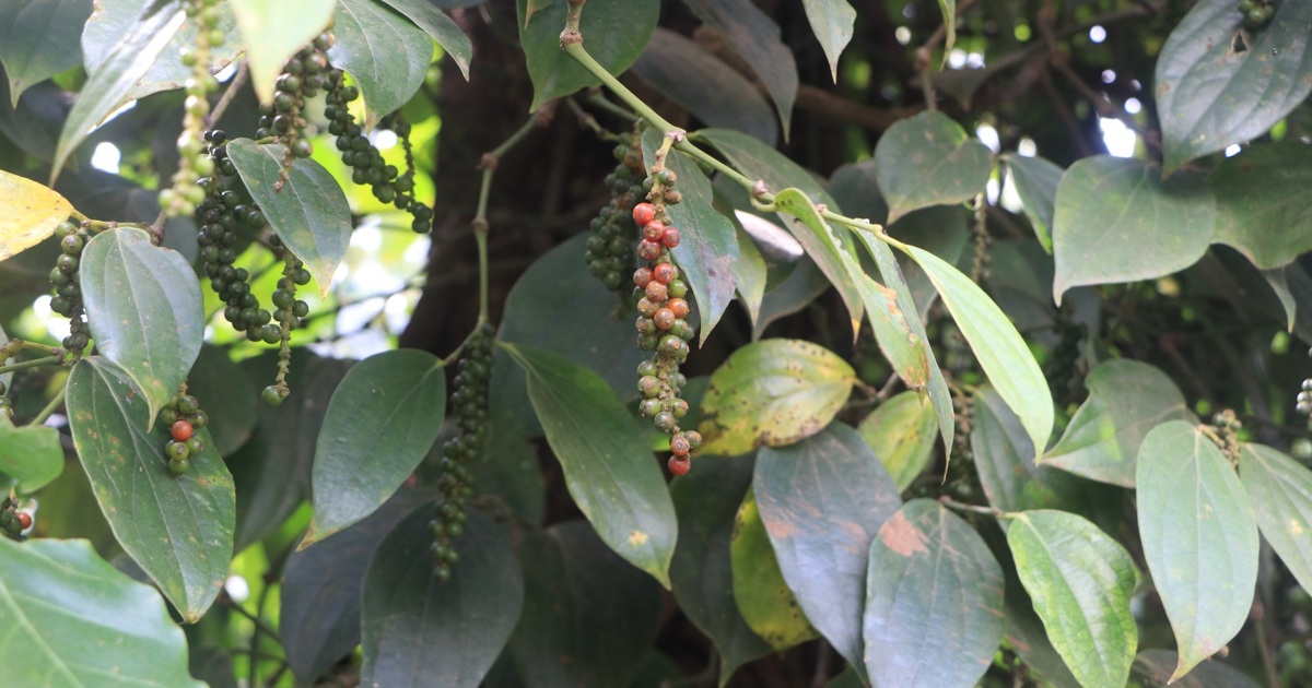 Giá tiêu hôm nay 22/8: tăng 3 ngày liên tiếp, Đắk Lắk-Đắk Nông thêm 3.000 đồng/kg