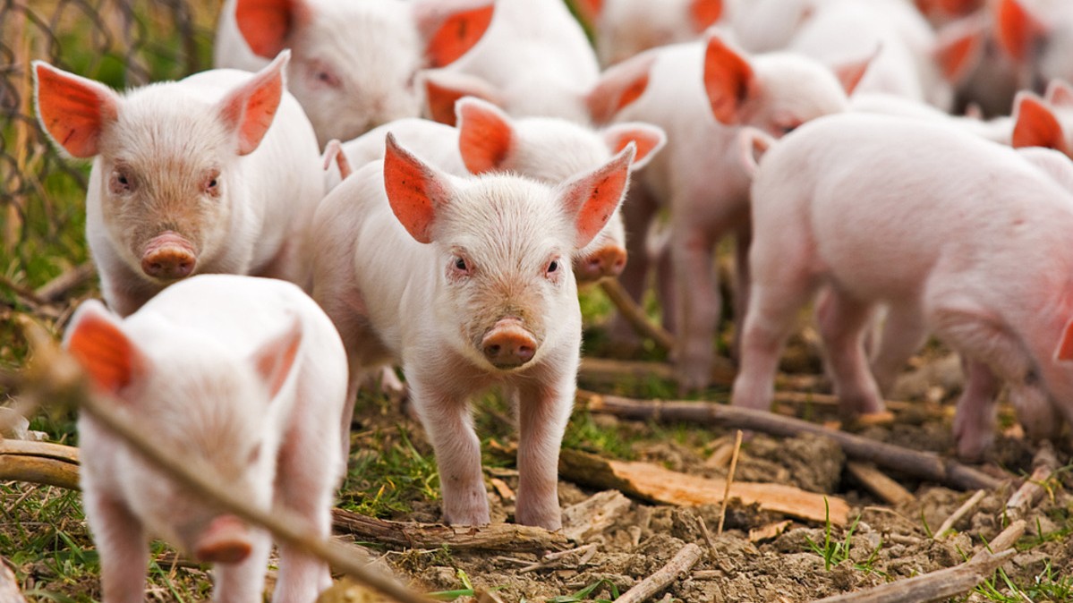 Giá heo hơi hôm nay 5/8: Đi ngang trên cả nước