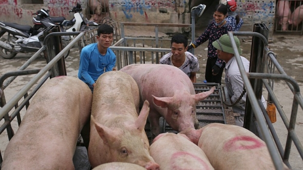 Giá heo hơi hôm nay 6/8: Miền Bắc quay đầu giảm, miền Nam tăng nhẹ