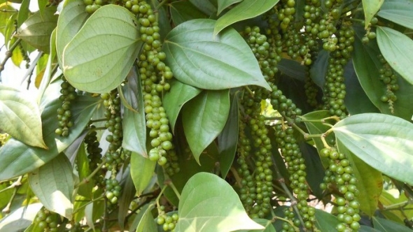 Giá tiêu hôm nay 8/8: Thị trường ổn định, giá neo cao tại Đắk Lắk