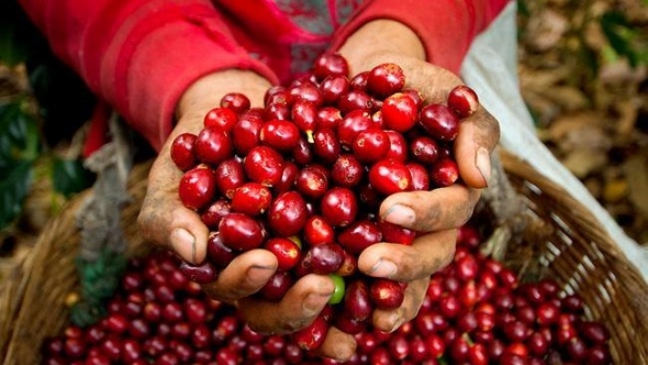 Giá cà phê hôm nay 8/8: Nội địa giảm nhẹ, thế giới tiếp tục khởi sắc