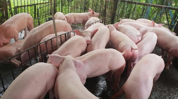 Giá heo hơi hôm nay 13/8: Nhiều nơi giảm mạnh tới 3.000 đồng/kg, thấp nhất 57.000 đồng/kg